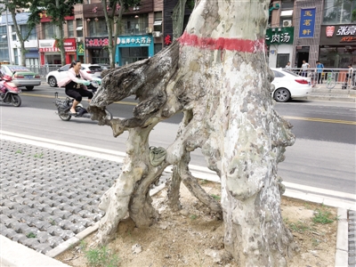 法桐“盆景” 市區道路整修的見(jiàn)證者
