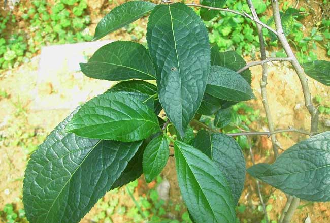 杜仲的種植養護技術(shù)