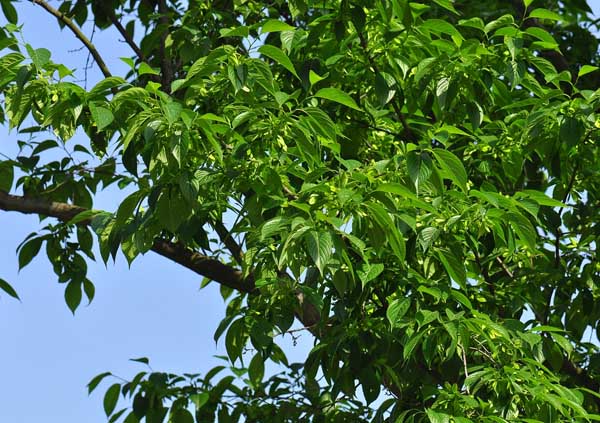 杜仲的種植養護技術(shù)