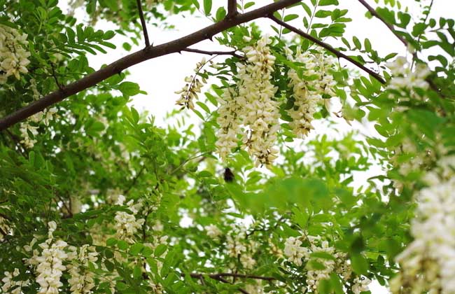 槐花一般幾月開(kāi)花？