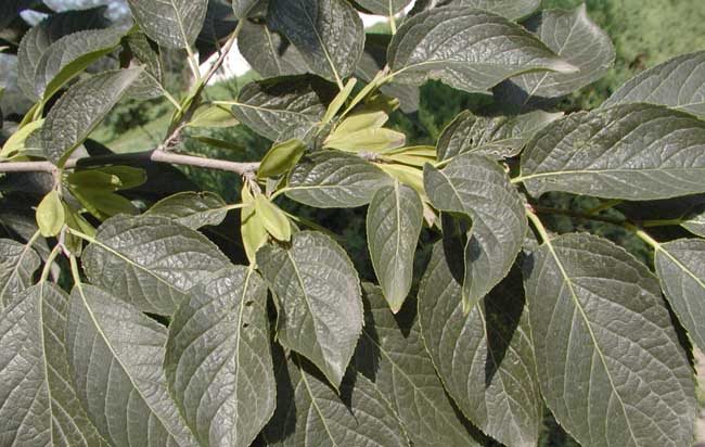 杜仲的種植養護技術(shù)