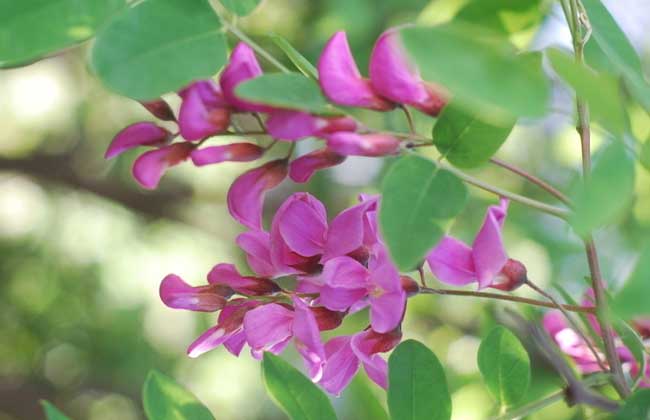 槐花一般幾月開(kāi)花？