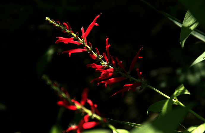 常見(jiàn)的幾種鼠尾草