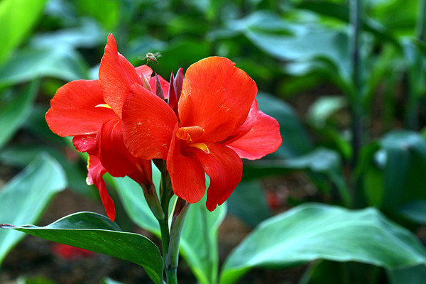 美人蕉什么時(shí)候開(kāi)花 美人蕉什么時(shí)候開(kāi)花
