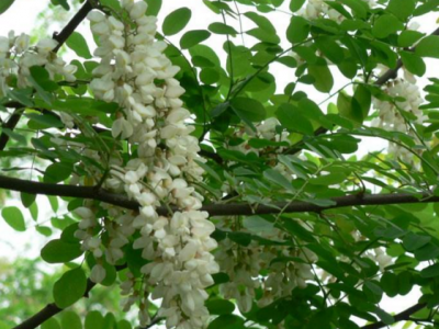 刺槐是怎么進(jìn)行人工生長(cháng)繁殖