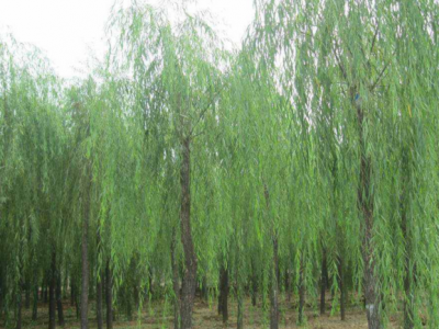 速生柳的剛長(cháng)出來(lái)的嫩枝可不可以用來(lái)扦插