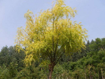 購買(mǎi)金葉槐要注意品種真偽的鑒別
