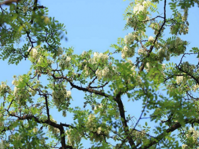 種植刺槐可根據實(shí)際情況選擇品種