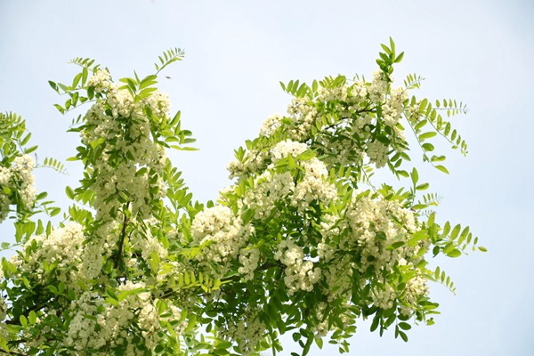 刺槐樹(shù)和國槐樹(shù)之間的區別（多圖對比）