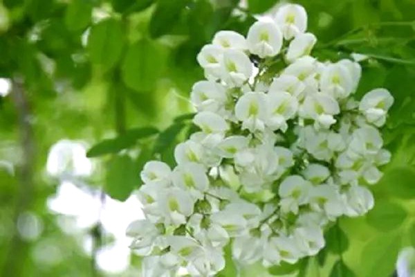 刺槐樹(shù)和國槐樹(shù)之間的區別（多圖對比）