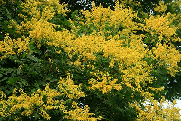 欒樹(shù)什么時(shí)候開(kāi)花，花期多久