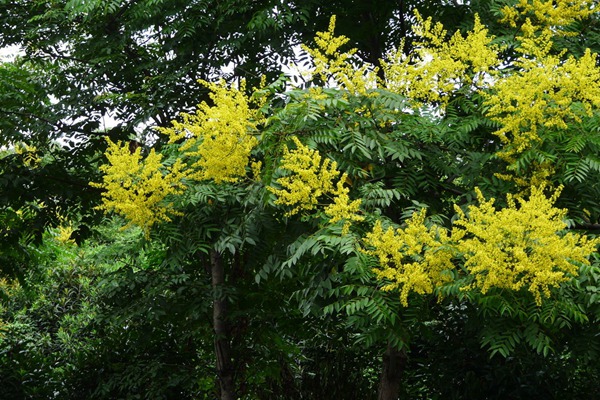 欒樹(shù)什么時(shí)候開(kāi)花，花期多久