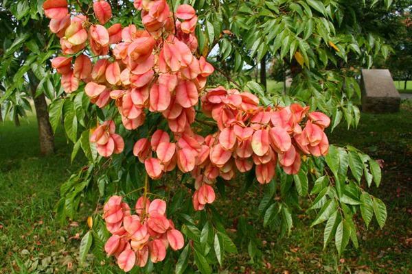 欒樹(shù)什么時(shí)候開(kāi)花，花期多久