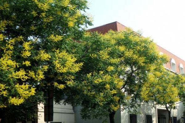 欒樹(shù)什么時(shí)候開(kāi)花，花期多久