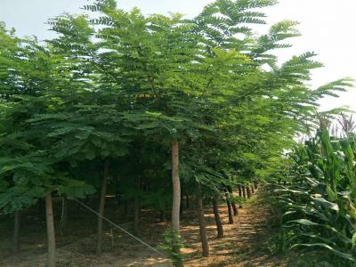 刺槐樹(shù)和洋槐樹(shù)有什么區別？是一種樹(shù)嗎？