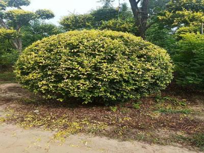 金葉榆產(chǎn)地是哪里？
