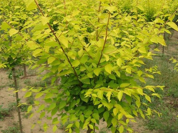 基地直銷(xiāo)金葉榆樹(shù)苗，價(jià)格多少錢(qián)