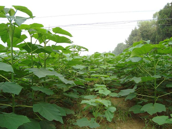2019不同規格泡桐樹(shù)苗價(jià)格多少錢(qián)