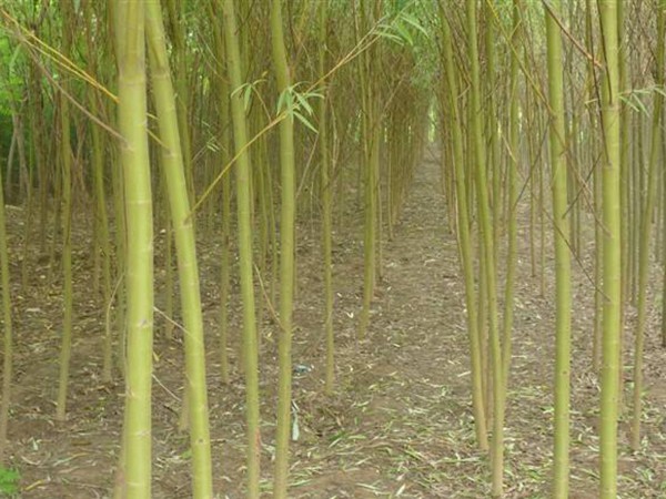 黃皮柳苗木基地大量?jì)?yōu)惠出售