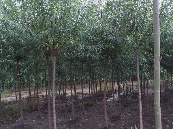 垂柳樹(shù)苗2公分報價(jià)，多少錢(qián)一顆