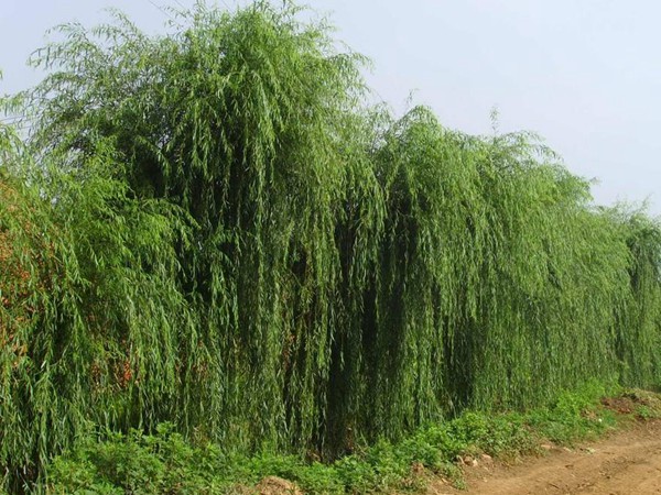 垂柳樹(shù)苗2公分報價(jià)，多少錢(qián)一顆