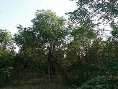 香花槐（紅花刺槐）的花語(yǔ)是什么？