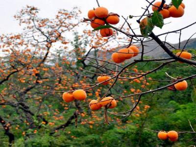 最新柿子樹(shù)低價(jià)批發(fā)，全國統一發(fā)貨