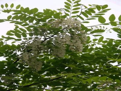 金葉榆幼苗的價(jià)格是多少？