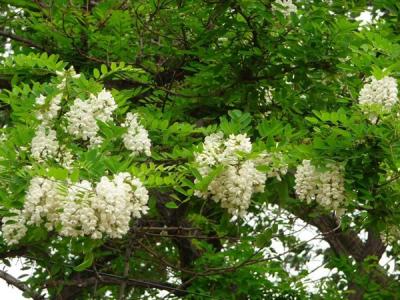 刺槐花語(yǔ)是什么？寓意是什么？