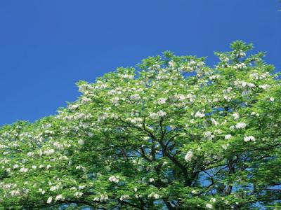 槐樹(shù)花有著(zhù)什么功效和作用？