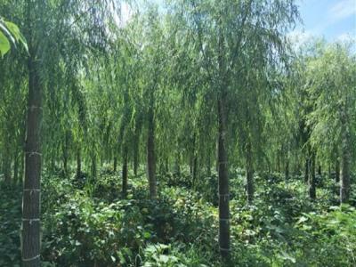 柳樹(shù)作砧木都可以嫁接什么品種？