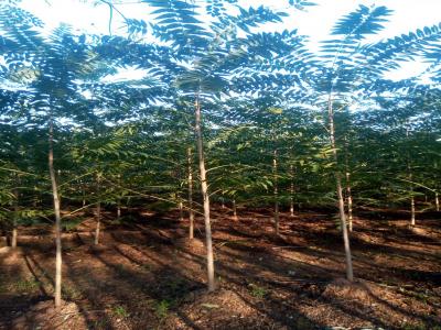 香椿和紅香椿二者有什么區別？