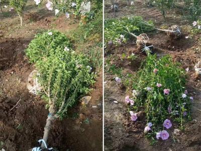 木槿花該如何種植及養護？