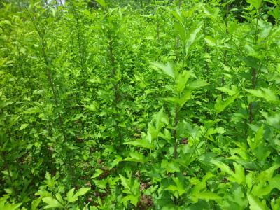 木槿花的花語(yǔ)是什么，寓意是什么？
