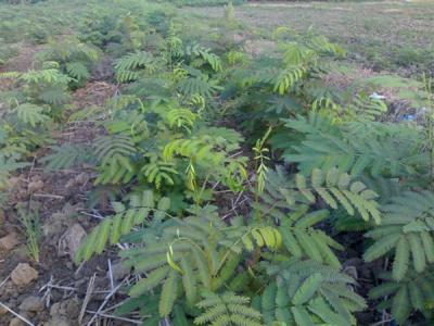 合歡樹(shù)種植栽培注意事項