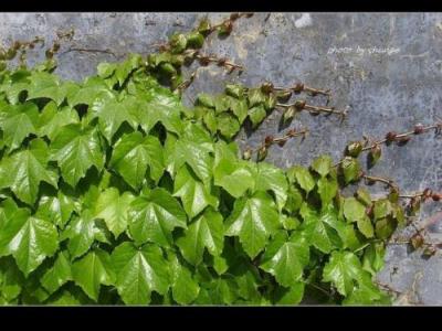 三葉爬山虎一年長(cháng)多少