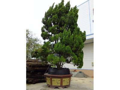 家有龍柏盆景對家風(fēng)水好嗎？