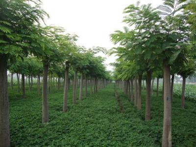 合歡樹(shù)小苗應該在哪里購買(mǎi)？