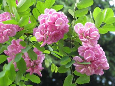 香花槐什么時(shí)候開(kāi)花，開(kāi)多久？