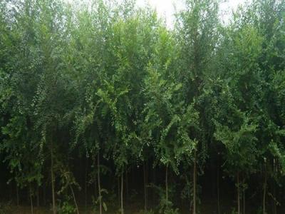 榆樹(shù)為什么不可以在院子里種？