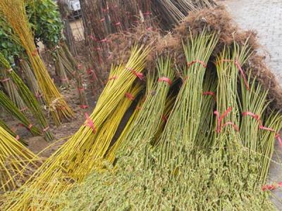 青皮柳黃皮柳哪個(gè)比較好？