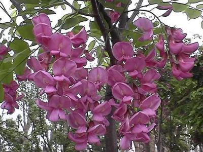 嫁接香花槐的市場(chǎng)價(jià)格是多少？