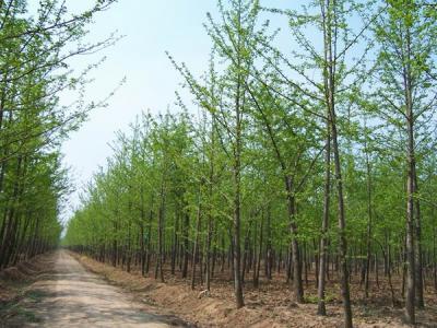銀杏樹(shù)什么時(shí)候開(kāi)花，什么時(shí)候結果?