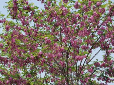 嫁接香花槐基地在哪里？