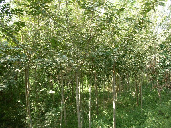 長(cháng)枝榆