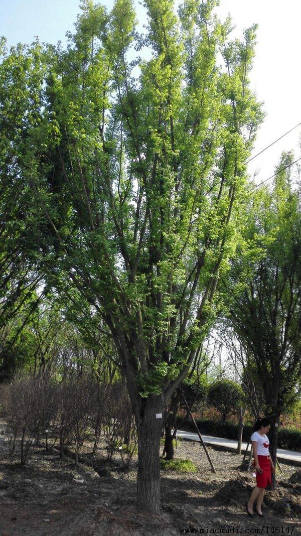 長(cháng)枝榆