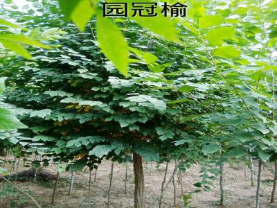 圓冠榆受歡迎的原因是什么，有什么特征？