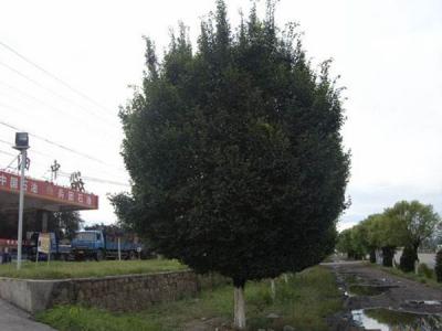 圓冠榆葉片脫落什么原因，怎么辦