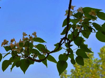 楸樹(shù)是風(fēng)水樹(shù)嗎，種植在哪個(gè)方位比較好?