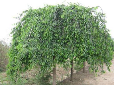 小葉垂榆小苗購買(mǎi)途徑以及購買(mǎi)注意事項